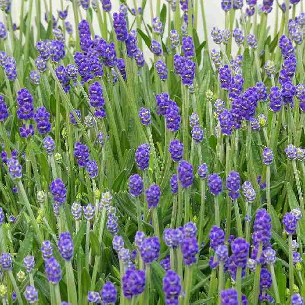 まるこ　ドテラ　ローズマリー&レモン&ラベンダー15ml 　新品未開封 まるこ ドテラ ローズマリー&レモン&ラベンダー15ml 新品未開封